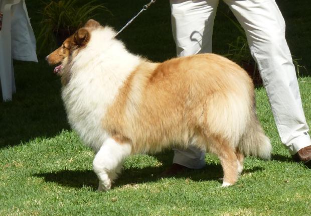 Collie de Pêlo Comprido