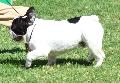 Bouledogue Francês