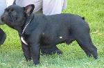 Cães