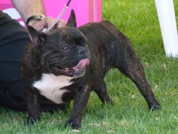 Bouledogue Francês