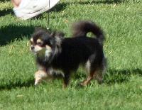 Criadores de cães Chihuahua