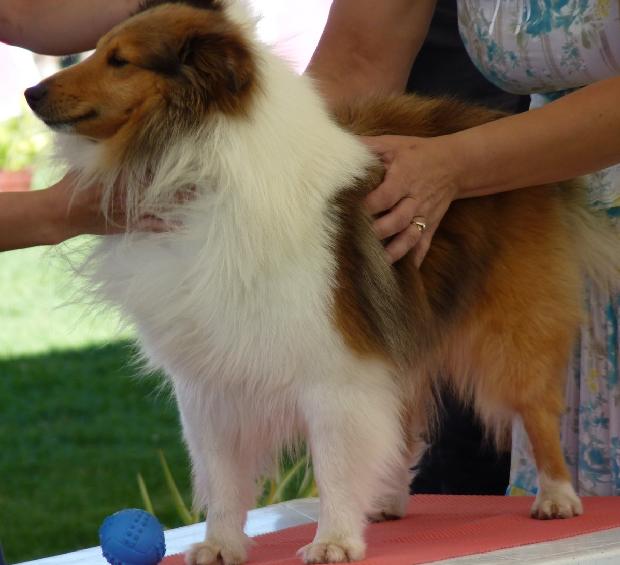 Cão de Pastor das Shetland