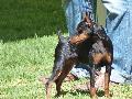 Pinscher Miniatura