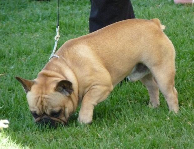 Bouledogue Francês