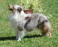 Cão de Pastor das Shetland
