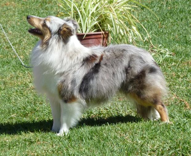 Cão de Pastor das Shetland