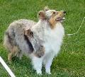 Cão de Pastor das Shetland
