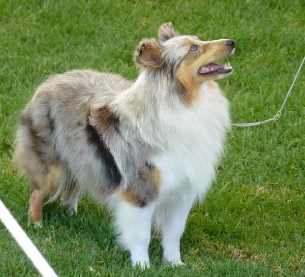 Cão de Pastor das Shetland