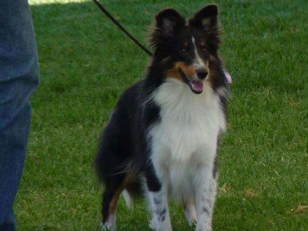 Cão de Pastor das Shetland