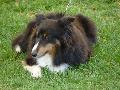 Cão de Pastor das Shetland