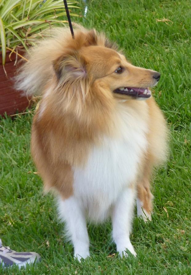 Cão de Pastor das Shetland