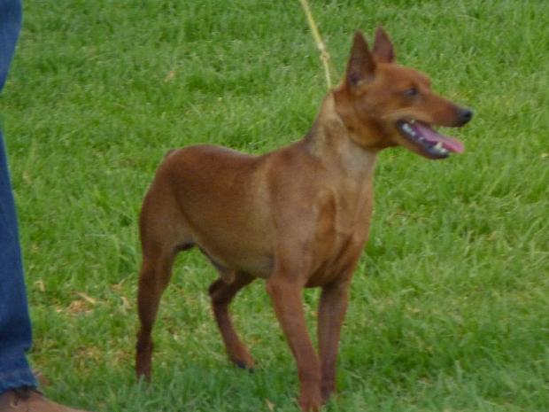 Pinscher Miniatura