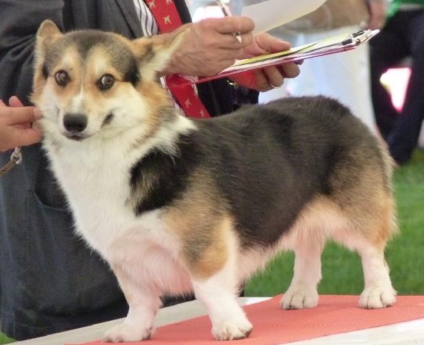 Welsh Corgi Pembroke