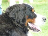 Criadores de cães Boieiro de Berna