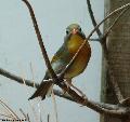 Rouxinol do Japão