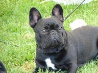 Criadores de cães Bouledogue Francês