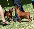 Pinscher Miniatura