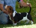 Basset Hound