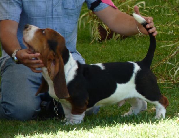 Basset Hound