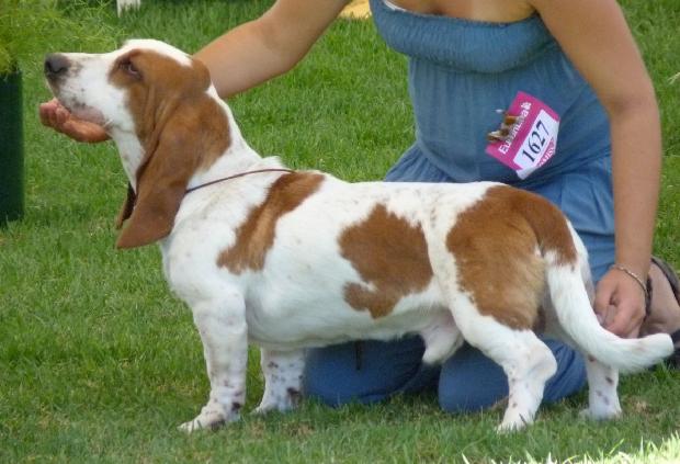 Basset Hound