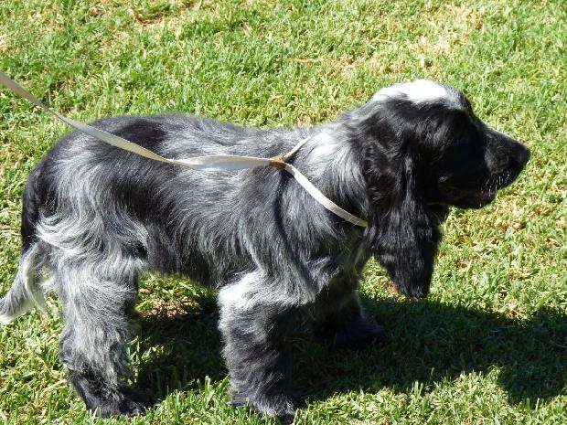 Cocker Spaniel Inglês