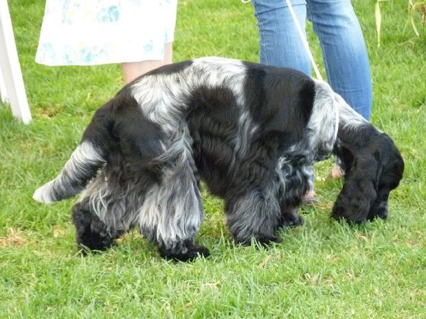 Cocker Spaniel Inglês