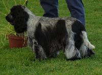 Criadores de cães Cocker Spaniel Inglês