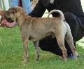Shar Pei