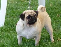 Criadores de cães Carlin