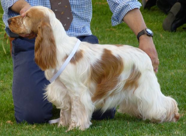Cocker Spaniel Inglês