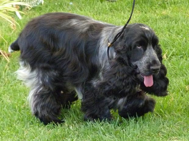 Cocker Spaniel Inglês