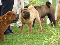Shar Pei