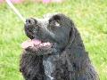 Cocker Spaniel Inglês