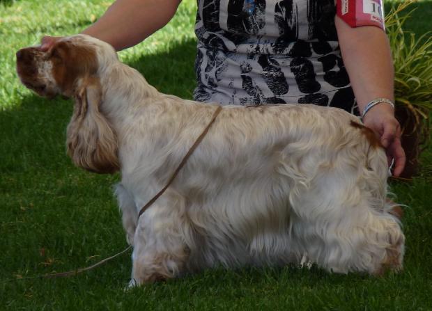 Cocker Spaniel Inglês