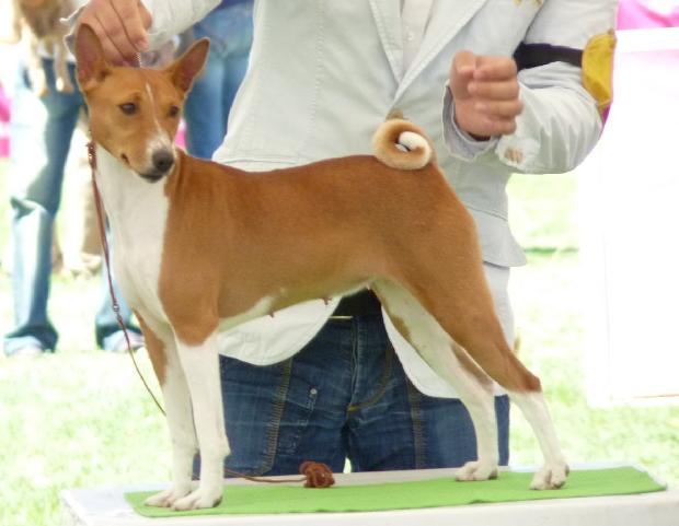 Basenji