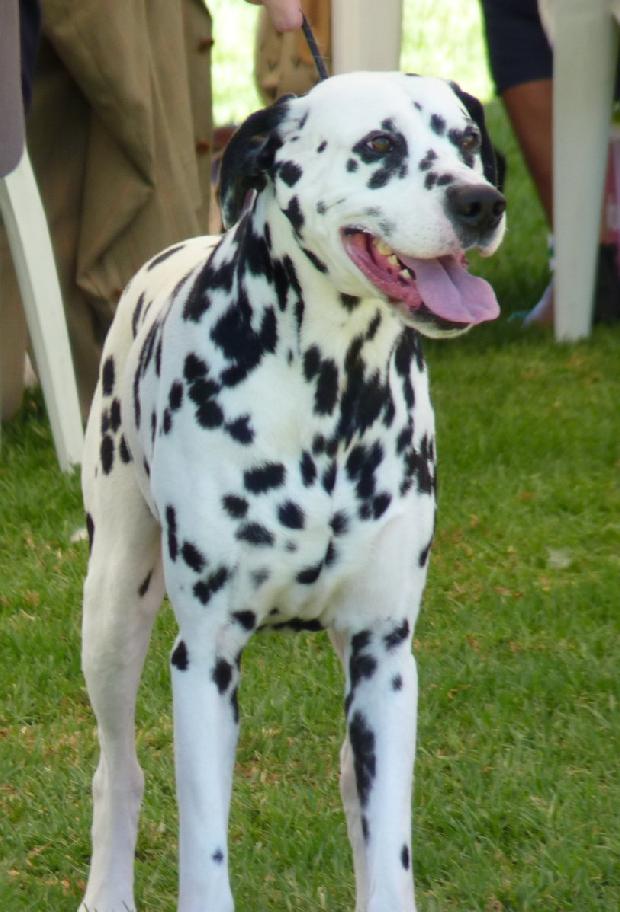 Cão da Dalmácia