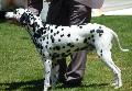 Cão da Dalmácia