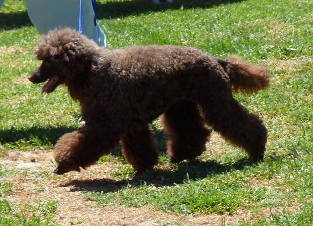 Caniche Anão