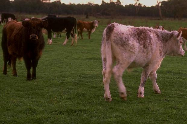 Vacas