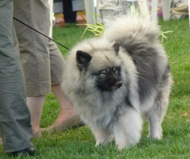 Spitz Alemão Lobo