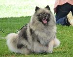 Cães