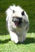 Spitz Alemão Lobo