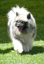 Cães