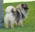 Spitz Alemão Lobo