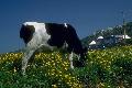 Vaca