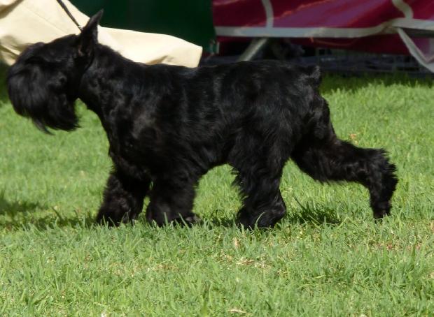 Schnauzer Miniatura Preto