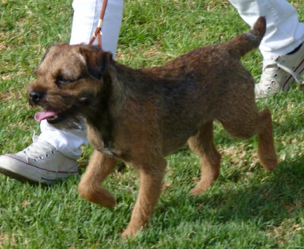 Border Terrier