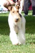 Fox Terrier Pêlo Cerdoso