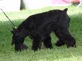 Schnauzer Miniatura Preto