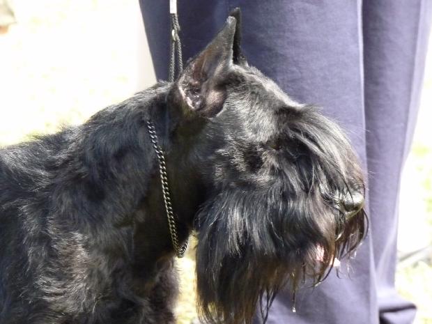 Schnauzer Miniatura Preto